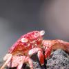 Crab