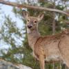 Deer