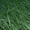 Grass