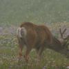mule_deer