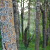 trees