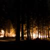 tree_fire