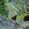 bears