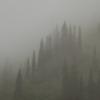 foggy_forest