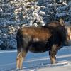 moose