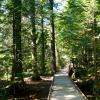 trail_of_cedars