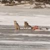 wolves